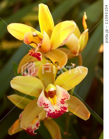 Collection of orchid flower 11093104