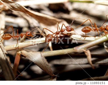 red ant teamwork in green nature red ant teamwork in green nature 11093151