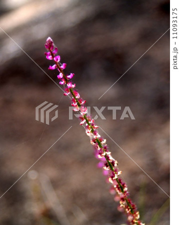 the Selection of Various Colorful Flower in nature 11093175