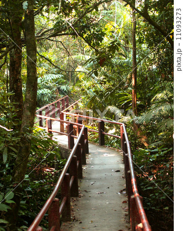 Khaoyai national park ,nakhonratchasrima ,thailand Khaoyai national park ,nakhonratchasrima ,thailand 11093273