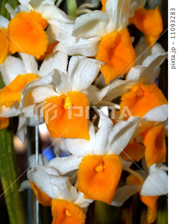 Collection of orchid flower Collection of orchid flower 11093283