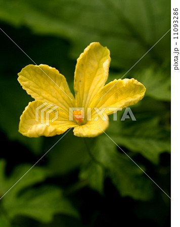 the Selection of Various Colorful Flower in nature the Selection of Various Colorful Flower in nature 11093286