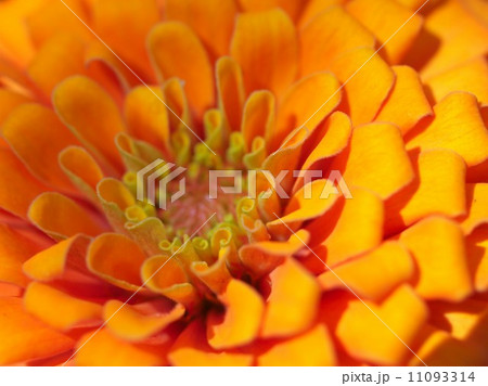 the Selection of Various Colorful Flower in nature 11093314
