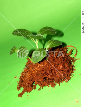 Small Tree young plant 11093399