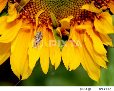 image Sunflower field 11093442
