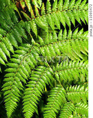 green leaves of fern plant 11093472
