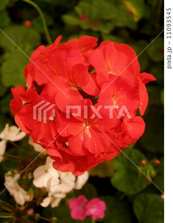 the Selection of Various Colorful Flower in nature 11093545