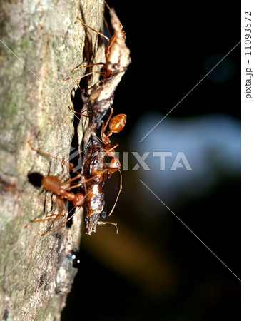 red ant teamwork in green nature 11093572