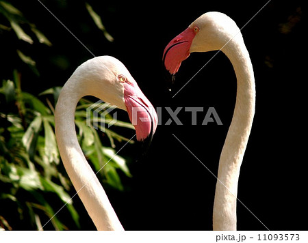 animal in zoo 11093573