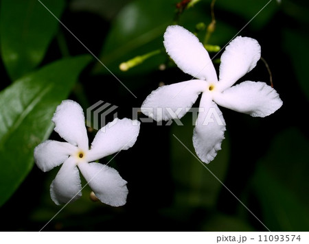 the Selection of Various Colorful Flower in nature 11093574