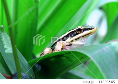 Tree frog crawling between leafs in jungle 11093585