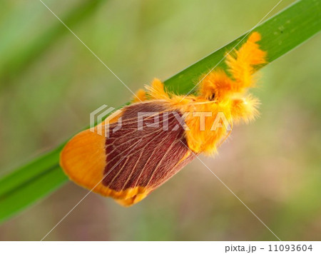 bug insects in nature bug insects in nature 11093604