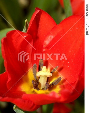 the Selection of Various Colorful Flower in nature the Selection of Various Colorful Flower in nature 11093606