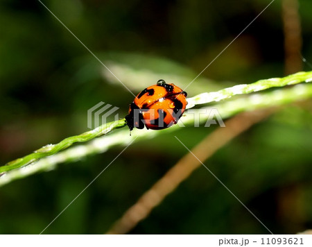bug insects in nature 11093621