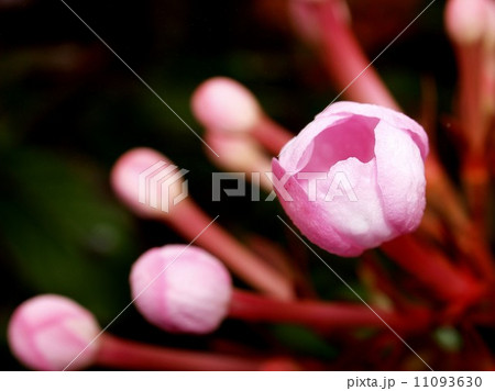 flower of chiangdao chaingmai, Thailand. 11093630