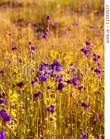 the Selection of Various Colorful Flower in nature 11093637