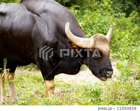 animal in zoo animal in zoo 11093639