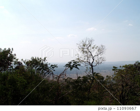 Dead Tree nature background Dead Tree nature background 11093667