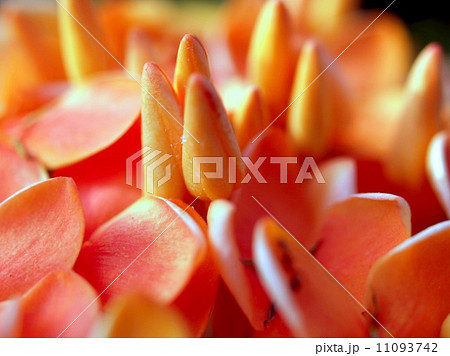 the Selection of Various Colorful Flower in nature the Selection of Various Colorful Flower in nature 11093742