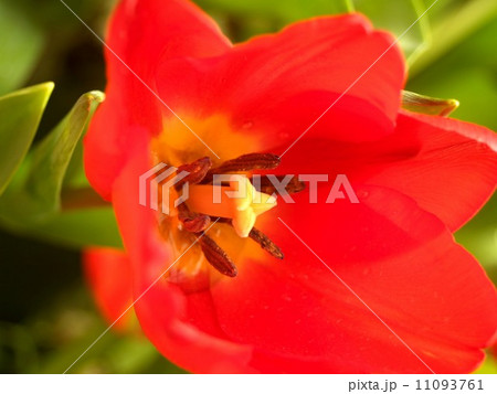 the Selection of Various Colorful Flower in nature the Selection of Various Colorful Flower in nature 11093761