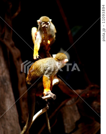 animal in zoo animal in zoo 11093894