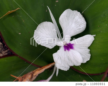 the Selection of Various Colorful Flower in nature the Selection of Various Colorful Flower in nature 11093931