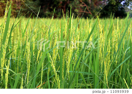green rice plant during flowering green rice plant during flowering 11093939