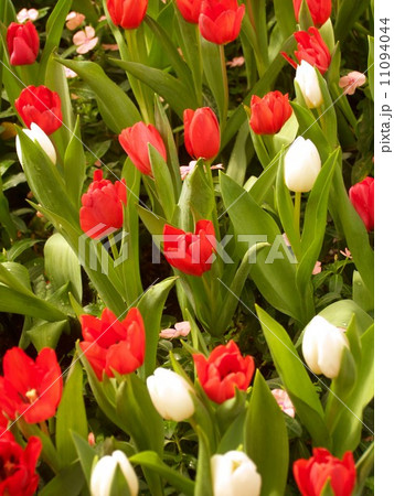 the Selection of Various Colorful Flower in nature the Selection of Various Colorful Flower in nature 11094044