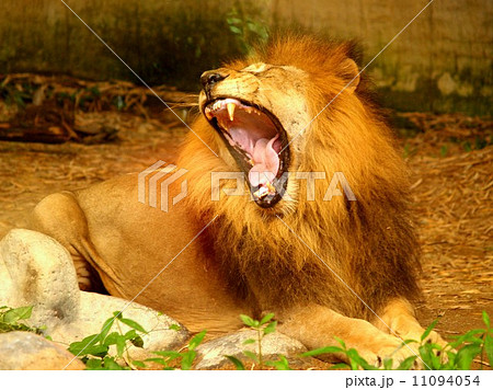 animal in zoo 11094054