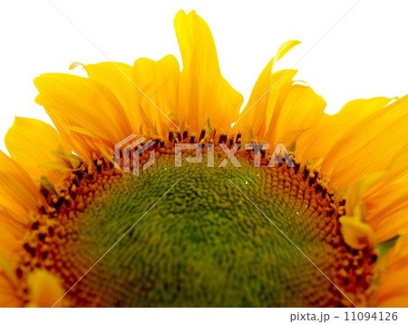 image Sunflower field image Sunflower field 11094126
