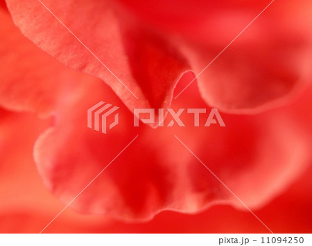 rose flower rose flower 11094250