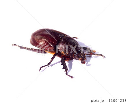 bug insects in nature 11094253
