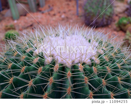 Cactus Desert plant leaves Cactus Desert plant leaves 11094255