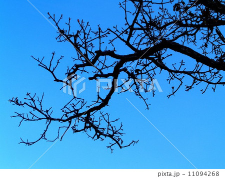 Dead Tree nature background Dead Tree nature background 11094268