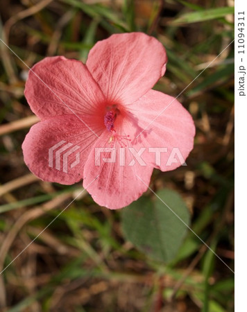 the Selection of Various Colorful Flower in nature 11094311