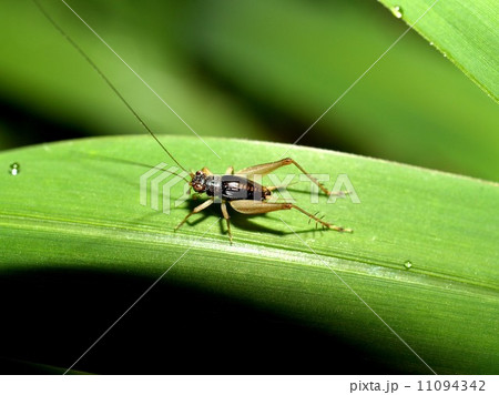 bug insects in nature bug insects in nature 11094342