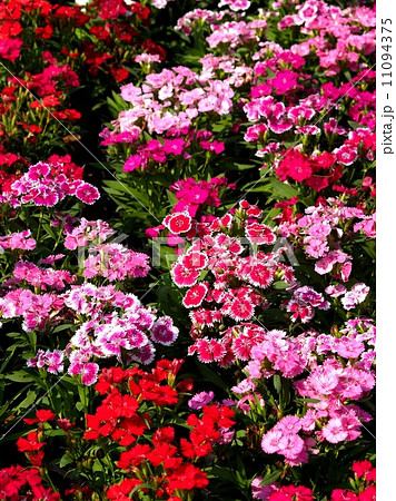 the Selection of Various Colorful Flower in nature the Selection of Various Colorful Flower in nature 11094375