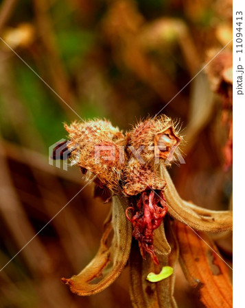 the Selection of Various Colorful Flower in nature the Selection of Various Colorful Flower in nature 11094413