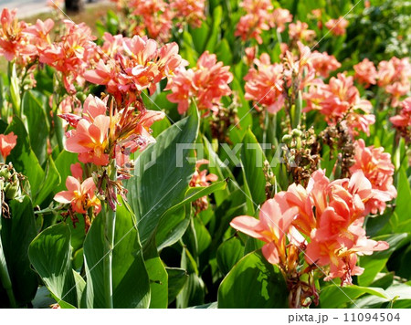 the Selection of Various Colorful Flower in nature 11094504