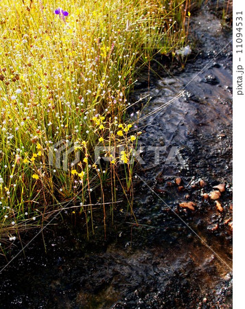 the Selection of Various Colorful Flower in nature 11094531