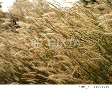 the Selection of Various Colorful Flower in nature 11094539