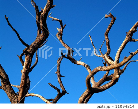 Dead Tree nature background Dead Tree nature background 11094814