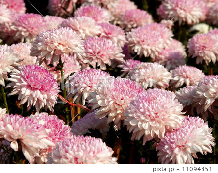the Selection of Various Colorful Flower in nature 11094851