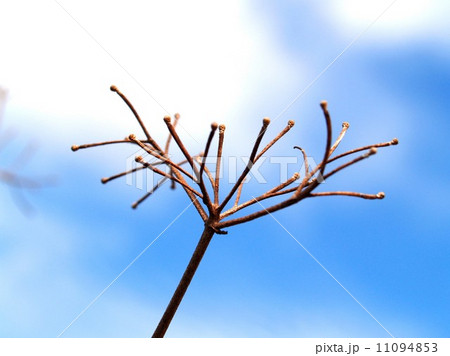 Dead Tree nature background 11094853