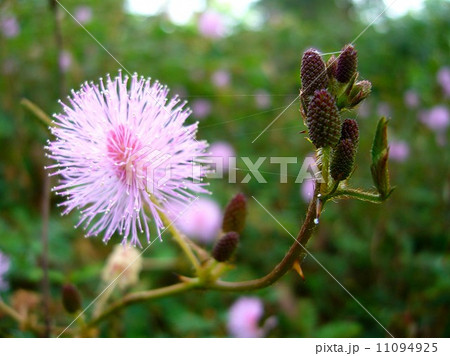 the Selection of Various Colorful Flower in nature 11094925