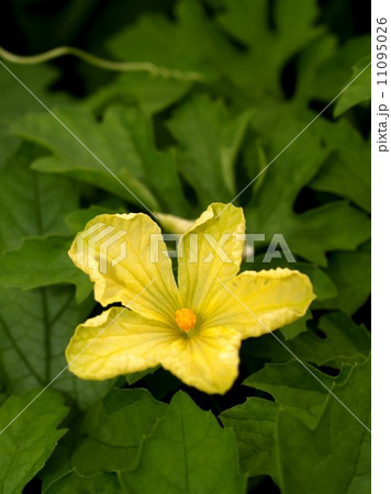 the Selection of Various Colorful Flower in nature 11095026
