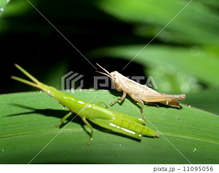 bug insects in nature bug insects in nature 11095056