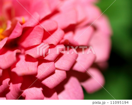 the Selection of Various Colorful Flower in nature the Selection of Various Colorful Flower in nature 11095194