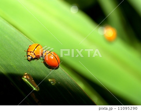 bug insects in nature 11095290
