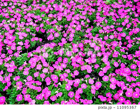 the Selection of Various Colorful Flower in nature 11095367